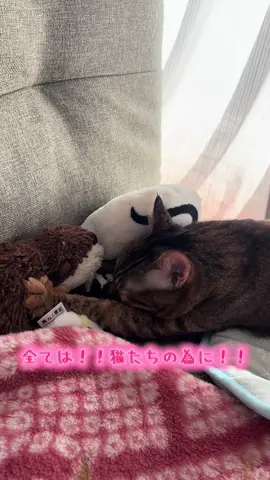 猫のために生きて！ 猫のために働く！！ やるぞー！！！！！  #猫 #猫好きさんと繋がりたい #保護猫 #猫のいる暮らし #ふみふみ猫 