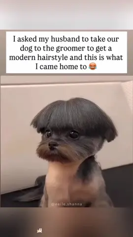 Funny Hairstyle Of Dogs 🤣😂#Dog #funnydogvideos #animals #viralvideo #foryou #dogsoftiktok #doglover 