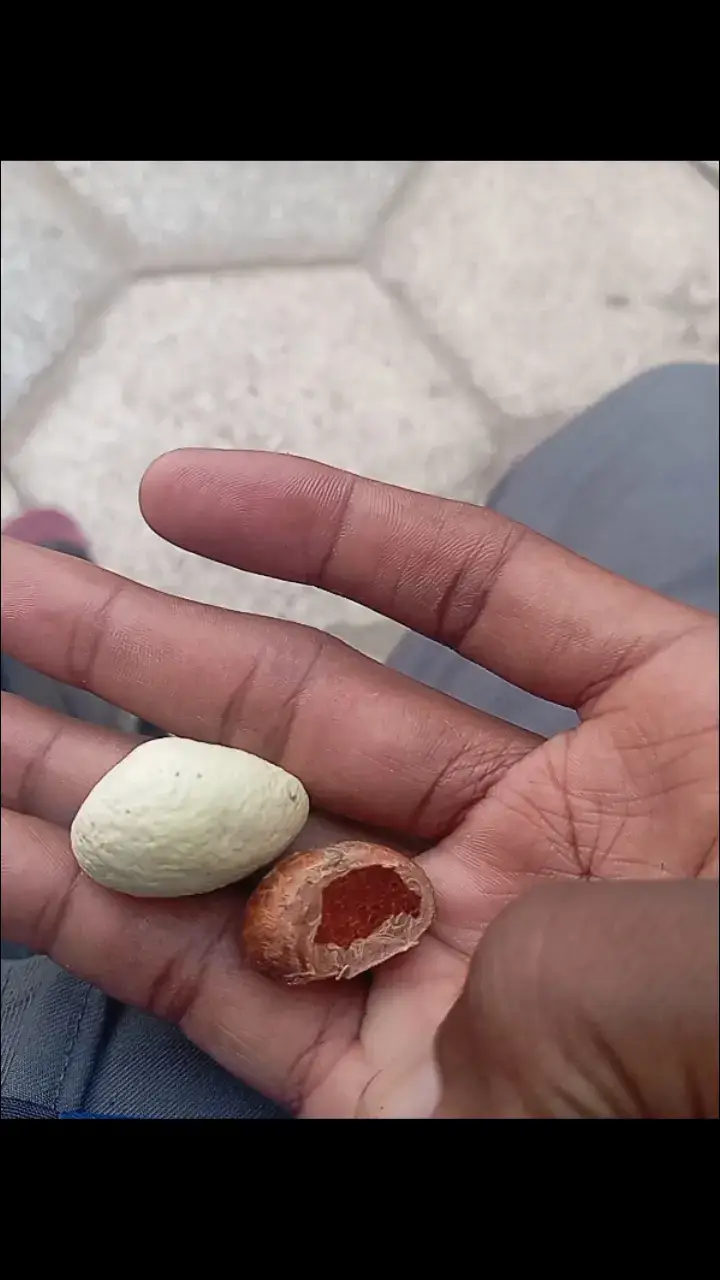 ##فرنسا🇨🇵_بلجيكا🇧🇪_المانيا🇩🇪_اسبانيا🇪🇸 #غينيا🇬🇳🇬🇳 #🇸🇦🇧🇭🇮🇶🇵🇸🇪🇬🇸🇾🇴🇲🇯🇴🇶🇦🇹🇷🇾🇪🇩🇿🇲🇦🇱🇧