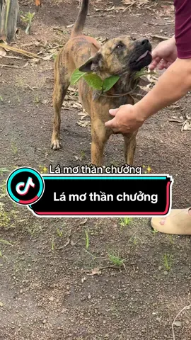Đơ cái mặt chị ra, xịt keo cứng ngắc 😆😆😆 #xh #anhbeemnghe #chomeohaihuoc #dogsoftiktok #ilovetiktok 