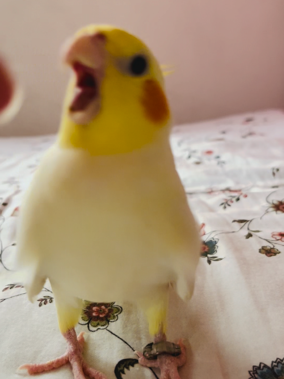 😑😑#foryou #foryoupage #mashallah #birds #cockatiel 