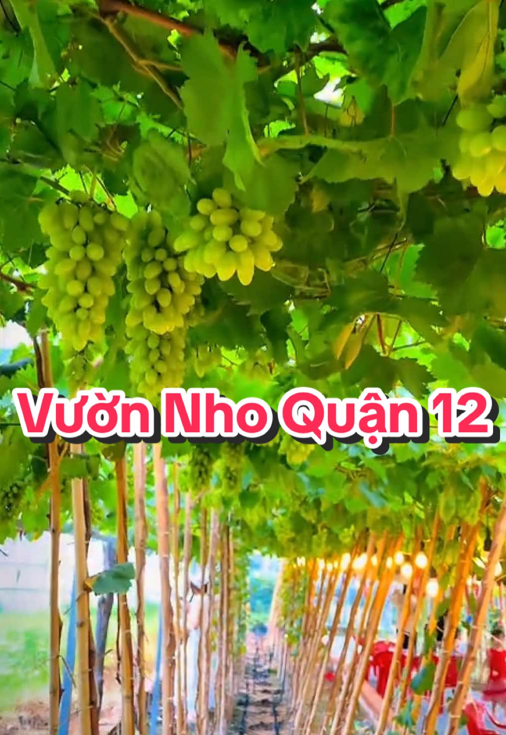 Thế là vườn nho Cậu Tư cũng đã chinh thức mở cửa tham quan… một vài hình ảnh gửi đến mọi người nè…#chuyencuanguoithichdoday #vuonnhocautuquan12 #grapes #quan12 #thamquanvuonnho 