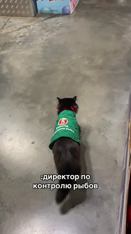 мили директор  #пятерочка #пятерочкавыручает #кот #рек #рекомендации #foryou #foryoupage #rec #fyp 