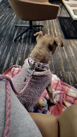 #realtalk #dogsoftiktok #dogmom #doglife #toppriority 