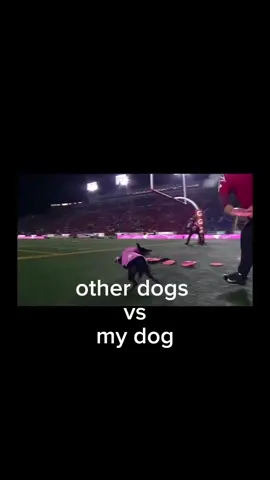 😭😂 #marlonthegsp #germanshorthair #gsp #germanshothairedpointer #gspsoftiktok #gspoftheday 