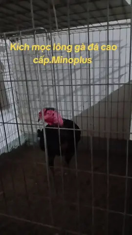 Chiến kê trong giai đoạn thay lông các bác dùng gì ạ??? dùng ngay mino plus này cho e nhé.giúp kích thích mau ra lông , lông dài và óng mượt, ngăn ngừa rụng lông gãy lông ae nhé.#thuocchoga #thuocga #provivet #thuocgada 