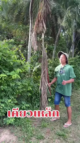 เคียวเหล็กตัดแต่งต้นไม้ #เคียวเหล็ก  #เคียวเกี่ยวหญ้า  #เคียวถางหญ้า  #ชาวสวน #เคียวแมงกานีส  