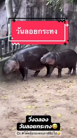บุญจะส่งให้เราสุขใจ แม่โจวน่ากล่าว🤣🤣🤣 05/11/68 #หมูเด้ง #moodeng #pygmyhippo #สวนสัตว์เปิดเขาเขียว #วันลอยกระทง 