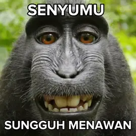 #monyet lucu#bismillahfyp #masukberandafyp #fyppppp