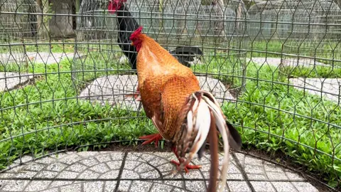 lóc chóc 🥰🥰🥰 cú tơ 3k050 gần 10tháng 🐣🐣🐣