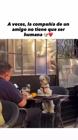 ❤️🥰 #petlovers #pet #perro #cat #gato 