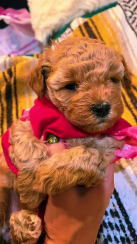 #joinwithus #PetsOfTikTok #dogsofttiktok #dogs #foryoupage 