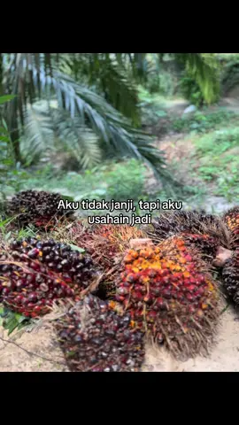 #petanisawit #petanimuda #kulisawit #storysawit #fyp 