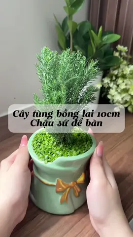 Dễ chăm lắm mấy bà. Để văn phòng đc lun nha có ý nghĩa phong thuỷ tốt lắm #caytung #cayxanh #cayxanhvanphong #caydeban #caycanh 