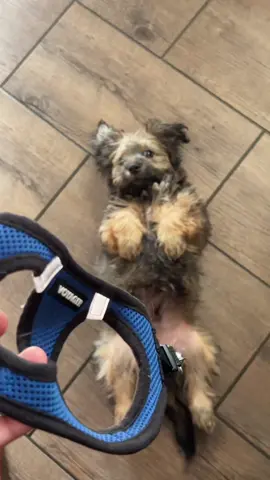 Stay at home dog mom… hahaha because the boys at school #tiktokshopblackfriday #tiktokshopcybermonday #spotlightfinds 