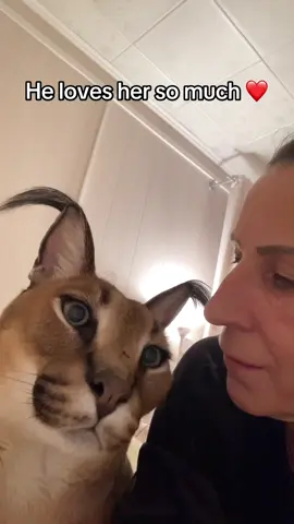 Gosha was raised from a little kitten by his mom Elena.  Around her even the scary and mighty Gosha turns back into a little kitten. #catsoftiktok #cutest #catlovers 