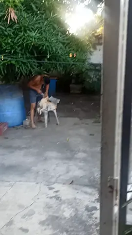 #venezuela🇻🇪  #perros  TODOS LOS DIAS HAY QUE SE PILLARLA Y LUEGO TOMA UN TANTITO DE CAFE 😆