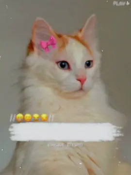 Only For Boys🙂😂🥺#foryoupage❤️❤️  #funnyvideos  #catlover  #poetry  #original_zeesho 