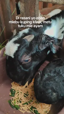 mi ayam enak nihhhhh... #CapCut #mi #4u #tukangngarit #fypage 