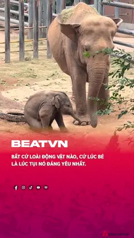 Bé voi đáng yêu trong sở thú ở bên Trung Quốc #beatvn #beatnetwork 