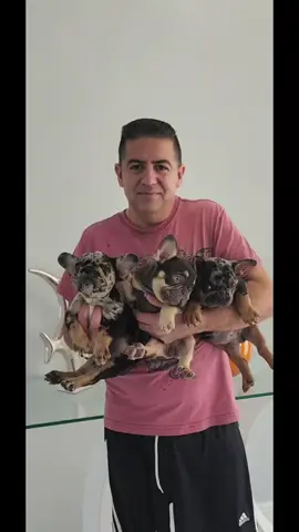 #frenchbulldog #frenchi #frenchie #frenchiesoftiktok #dog 