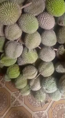 Tidak ada kata menyera kalah menang serahkan dulu sama allah #hengkidurianlinggau #teamhengkidurianlinggau #durianlover #duriantraveler #sumsel 