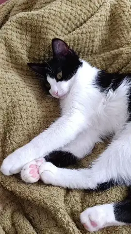 життя сімби🐈 #catvibeo #приколи #смішнівідео #кітсімба🐈 #життясімби 