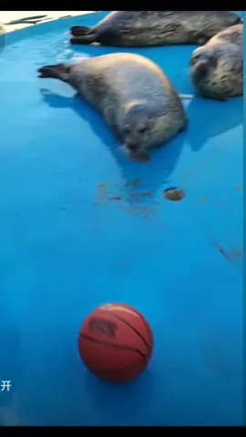 #seal #football #sealife #zoo #fpyシ 