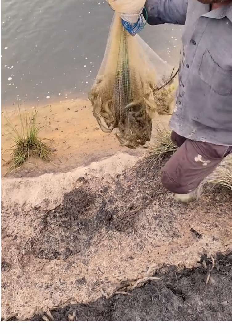 Doc 80, mbw 22gr#tambaktradisional #vanameindonesia🦐🦐🦐 