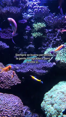 Cómo estás hoy?  #mujereslatinas #aquarium #frasesdeamor #compartir #fyppppppppppppppppppppppp 