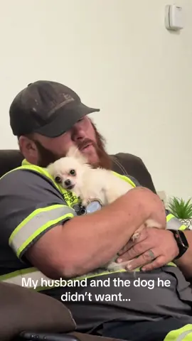 Every day after work 😂  #dogsoftiktok #dog #Chihuahua #chihuahuastiktok #PetsOfTikTok