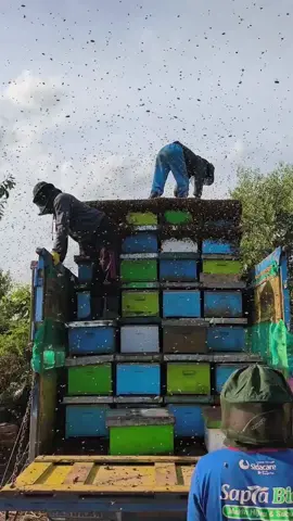 sekian dan trima cek🤑#peternakmuda #lebahmadu #platk #riau_pekanbaru #fyppppppppppppppppppppppp 