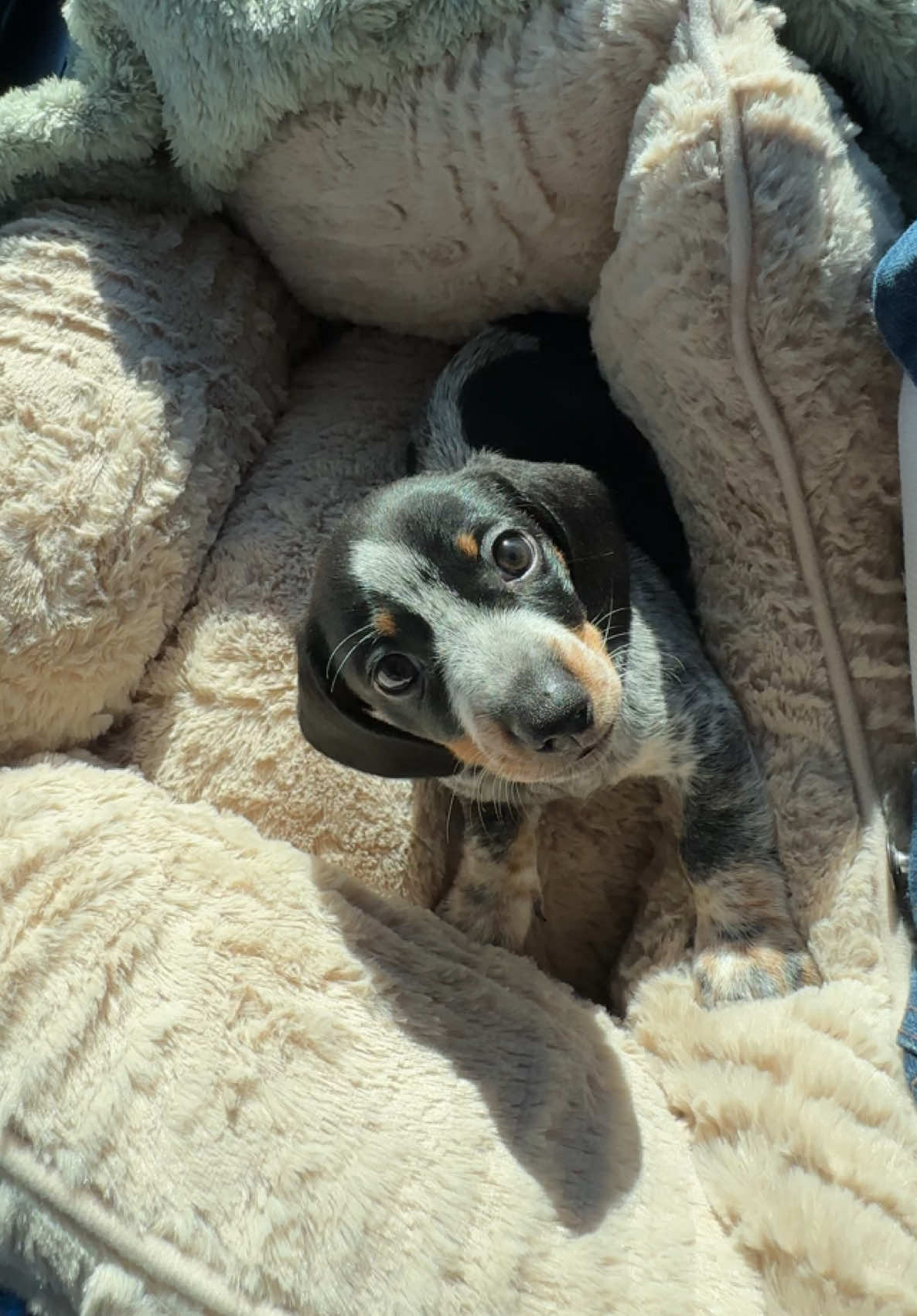 Home ❤️ #puppytiktok #puppylife #weenie 