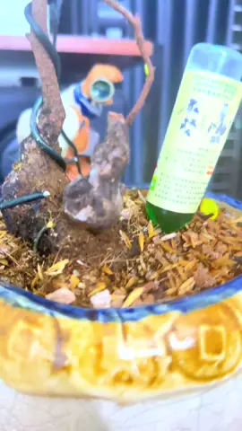 #muọihongbantra #muoihong #BG các ngày giáng e càng đẹp