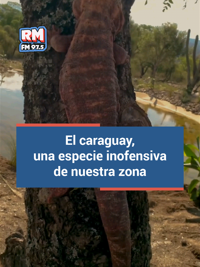 🦎 ¡AVISO VECINAL IMPORTANTE! Cuidado y Convivencia con la Fauna Local 🌞 ​Vecinos de San Pedro, se ha reportado la aparición de ejemplares de Caraguay (Lagarto Colorado) en algunos barrios. ¡No hay que alarmarse! ​💚 Son Animales Inofensivos: El Caraguay es un reptil autóctono, tranquilo y no representa peligro para las personas ni para las mascotas. ​👍 ¡Nunca le hagas daño! Recordá que es un ser vivo que está luchando contra el calor. ​💧 Si es posible, podés dejar un recipiente con agua fresca en un lugar seguro (por ejemplo, en tu jardín). ​¡Cuidemos nuestra fauna! El respeto es clave para una sana convivencia. #caraguay #lagarto #fauna #pyfツ 