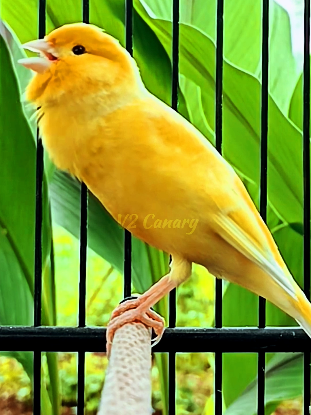 Canary Song Bird Song