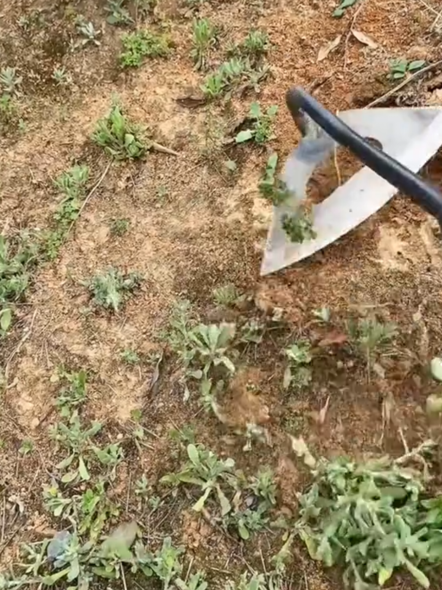 cangkul kecil berkebun 