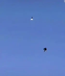 #pigeon #qazaqstan #kogershin #казаккогершін 