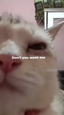 close up dlu guys, ajojing ditengah hujan rincik.. mari kita goyang #CapCut #myllogenic #kucinggemoy #fyppppppppppppppppppppppp #blackpink 