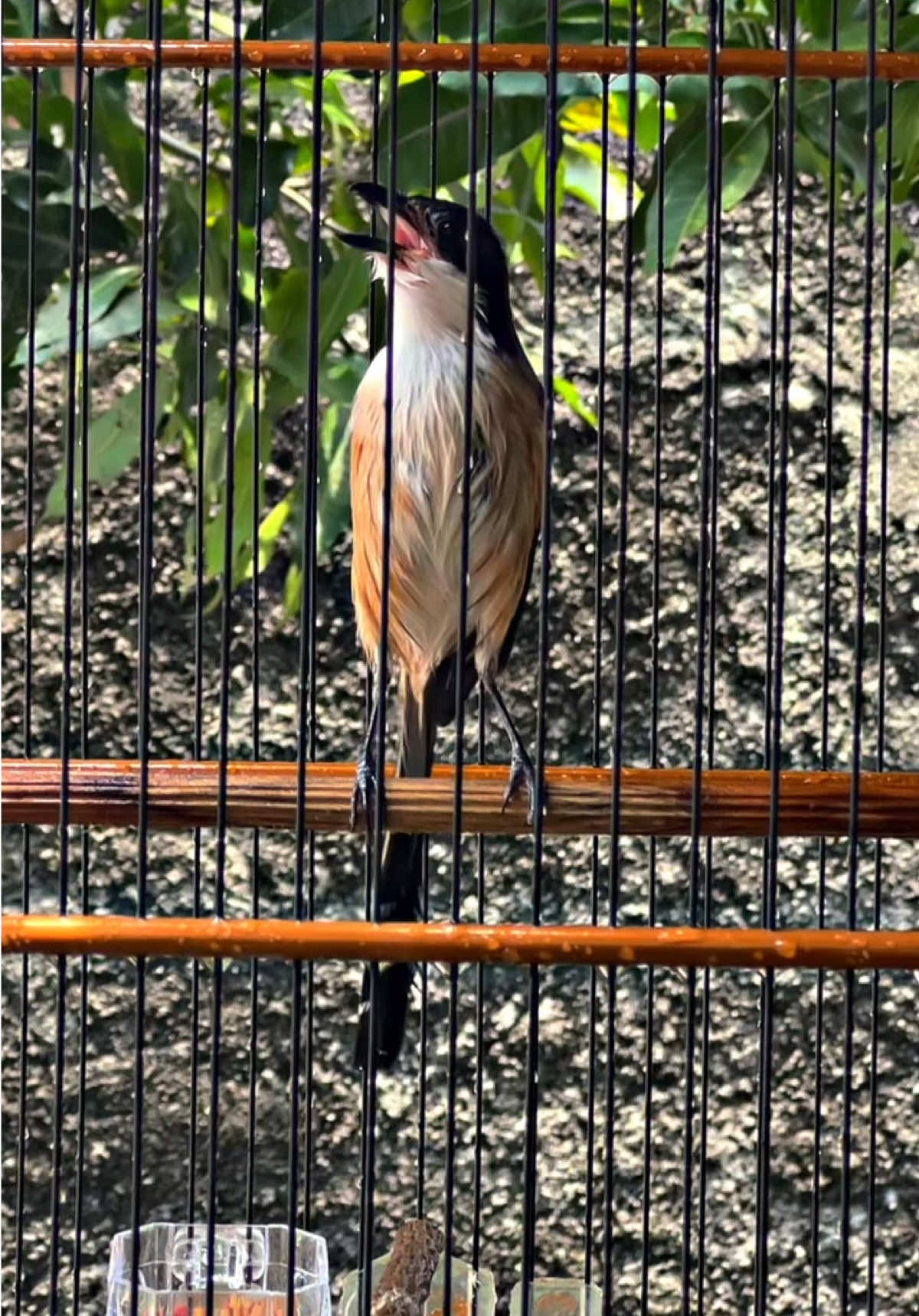 #CapCut cuma manggar aja ko🥰 #storikicaumania #kicaumaniaindonesia #cendetmanianusantara #fyp 