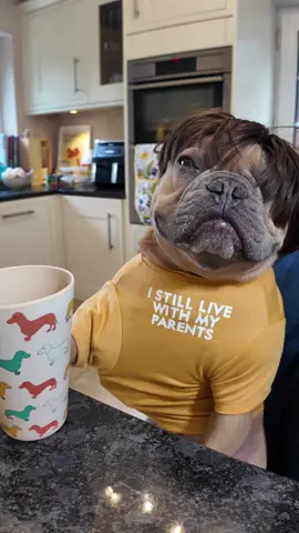 Excuse me! There’s a hair in my coffee ☕️ #karen #coffeeshop #funnydog 