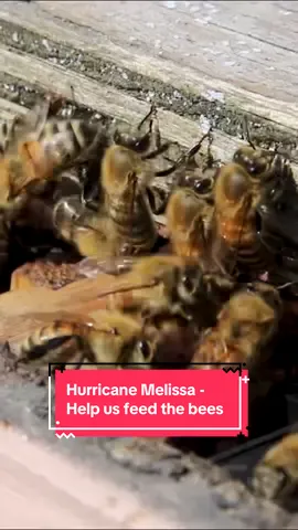 Jamaica is home to about 67,000 bee colonies managed by around 200 local beekeepers. Tens of thousands of these colonies across Jamaica, Cuba and Haiti have been damaged or destroyed, and with crops decimated by the storm, many more are in danger of starvation. #savethebees #hurricanemelissa #pollinators #bees #pollinatorsareimportant 
