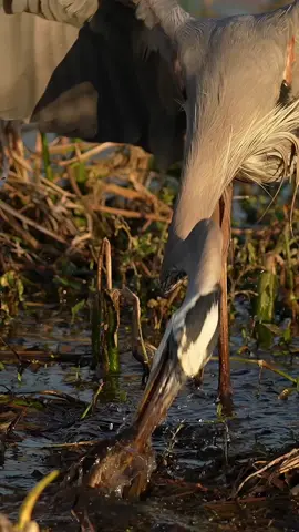 Waiting, not a typical human virtue. Great blue herons on the other hand. They are masters at sitting motionless, completely contained in their own little slice of the now. True meditative masters.  All of the grace and beauty they contain is equally matched by their utmost savagery at capturing and consuming their prey.  I thought for a second this fight might be heralded as one of the best in the strange swampy world where feathers and scales collide, and like most savage swamp battles, this one had a surprise twist I didn’t expect. See what I did there? Snake - Twist. 😜 So next time you get irritated waiting at a red light, just remember, you could be knee-deep in a swamp, battling snakes… with your lips.