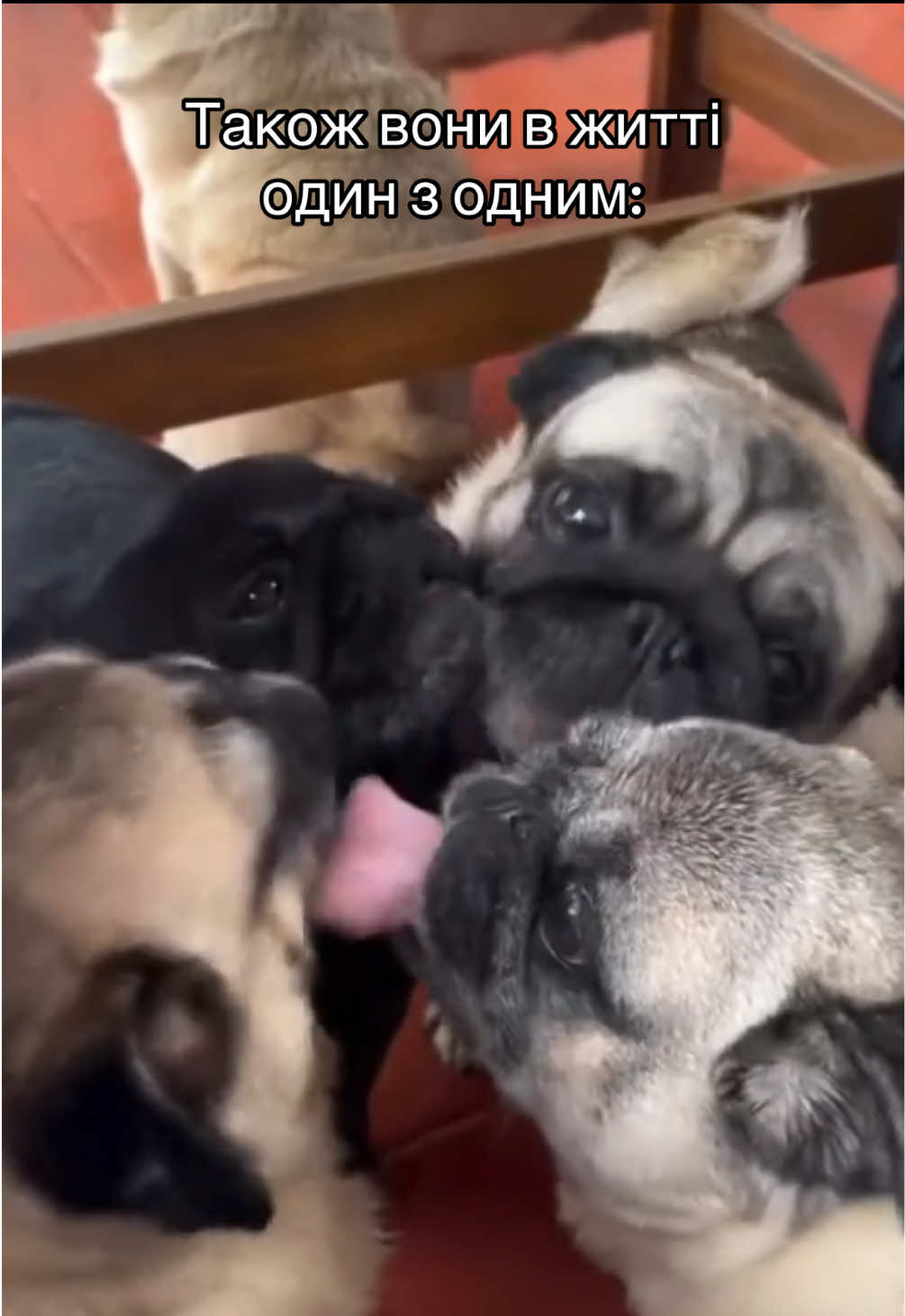 Мен мен #fyp #foryou #pug
