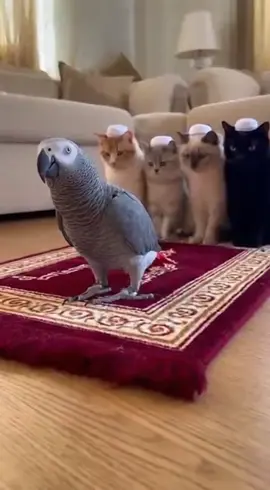 MashAllah 🥰😍 #islamic_video #islam #pakistani_tik_tok #islamic_video #viralvideo 