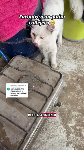 Respuesta a @Giancarlo Cordova PART-4 - Encontré a un gatito callejero #perritos #refugiodeanimales #paratiiiiiiiiiiiiiiiiiiiiiiiiiiiiiii #mascotas #perrosabandonados 
