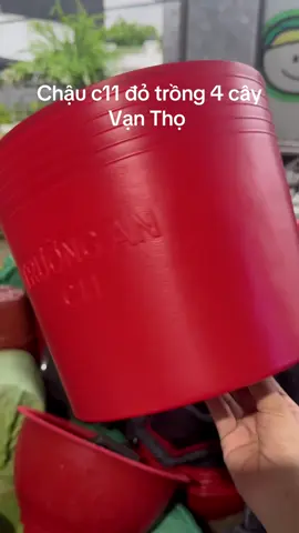Chậu c11 trồng 4 cây vạn thọ Tết #chậu #chaunhua #vạnthọ #cây #tet 