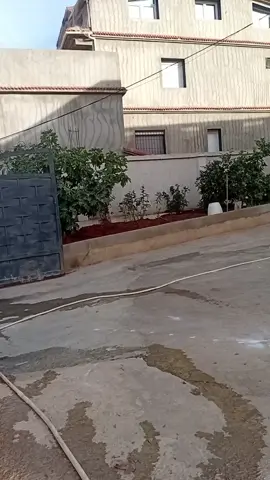 #شعب_الصيني_ماله_حل😂😂 #جدور_وأبوني❣️ #جدور_وأبوني_براس_لميمة_ياك_باطل🥀🙏 