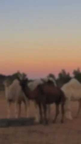 #نوفمبر #ولي_العهد_الأمير_محمد_بن_سلمان #المملكة_العربية_السعودية #RiyadhSeason #كاريزما70 @تركي آل الشيخ @خالد الشمري @نجم * |🇸🇦 @صباحات شمر 🐪🇸🇦 