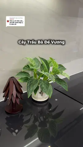 Trả lời @Hoaa 🌷🌷🌷 cây trầu bà đế vương nhé bạn, lá dày cứng khoẻ dễ chăm ạ #decor #chiasekinhnghiem #cayphongthuy #yeubepnghiennha #chiase 